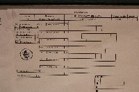 III. HINOMOTO-IBK KUPA